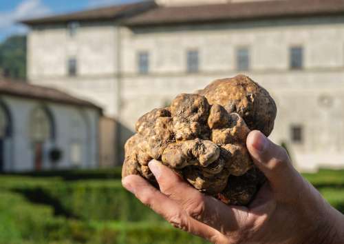 Salone Nazionale del Tartufo Bianco Pregiato - 46esima edizione all�insegna delle novit� : 3 fine settimana di novembre al profumo di trifola e debutto per il Palazzo del Bianco
