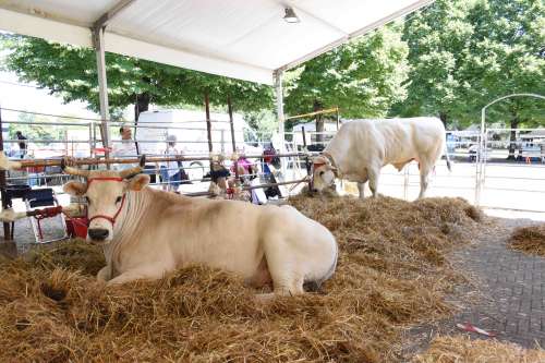 Animali grandi protagonisti di un�edizione delle Fiere di San Bartolomeo emozionante e coinvolgente: tanti visitatori stamattina alla Mostra Zootecnica e tra gli stand della fiera delle merci